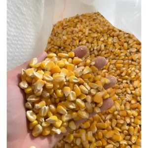 Milho Em Grãos Consumo Animal Saco com 60kg – R$ 48,30